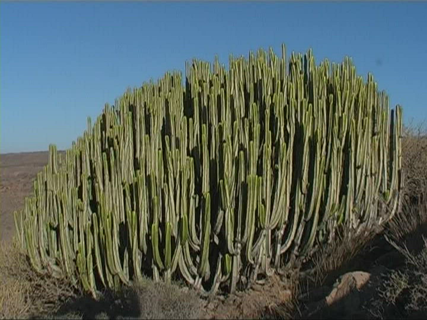 569745829 / Canary Island Spurge / Canary Islands