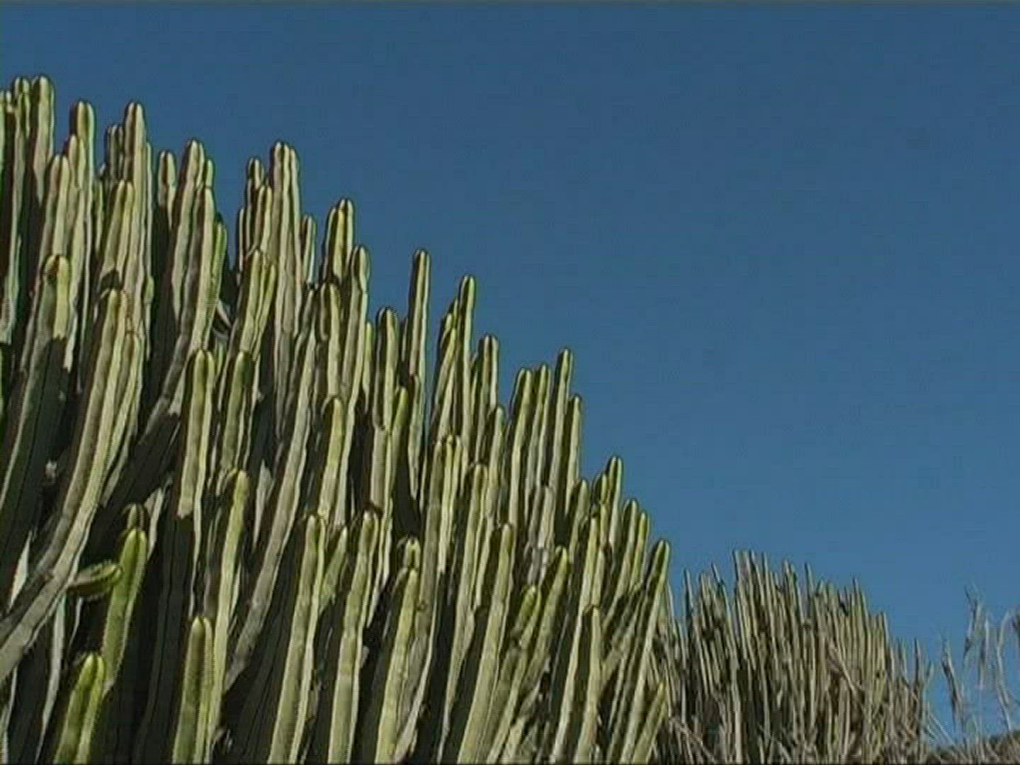340921026 / Canary Island Spurge / Canary Islands