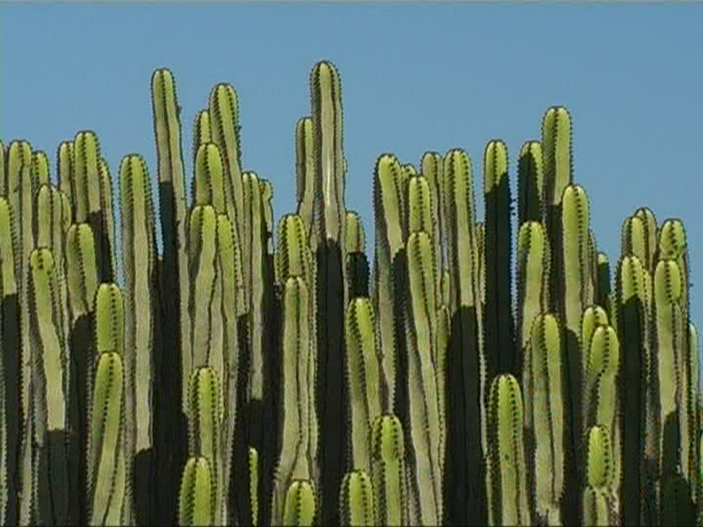 303812483 / Canary Island Spurge / Canary Islands