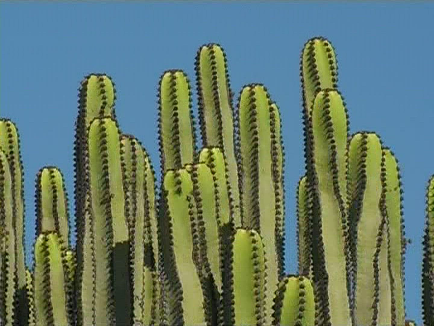 361044434 / Canary Island Spurge / Canary Islands