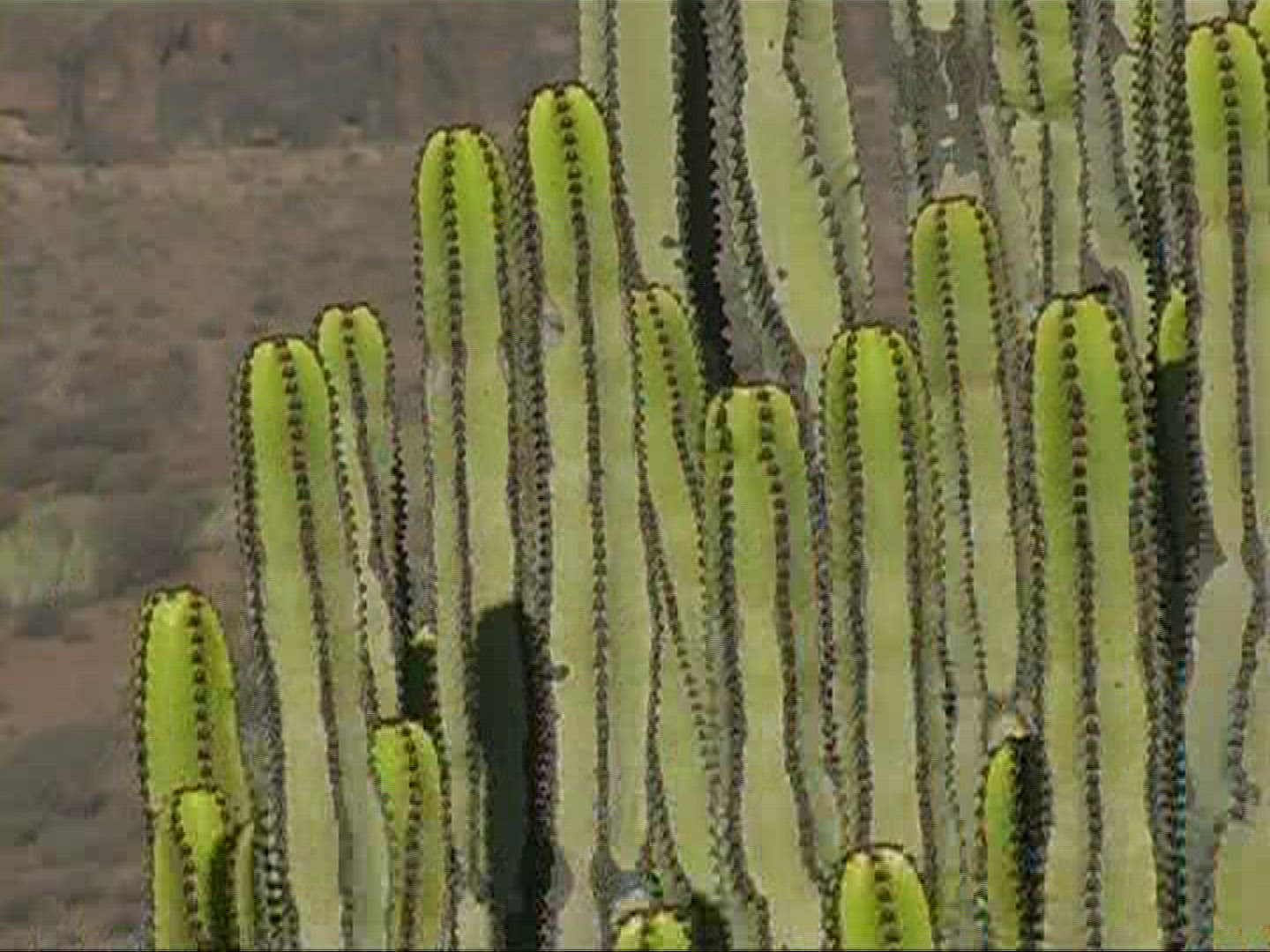 694128182 / Canary Island Spurge / Canary Islands