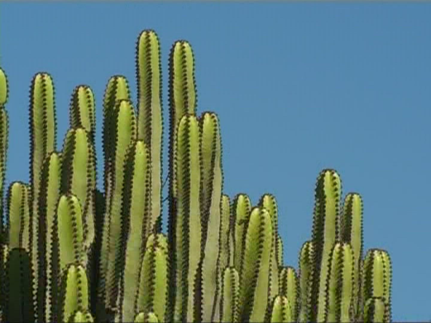 606517241 / Canary Island Spurge / Canary Islands