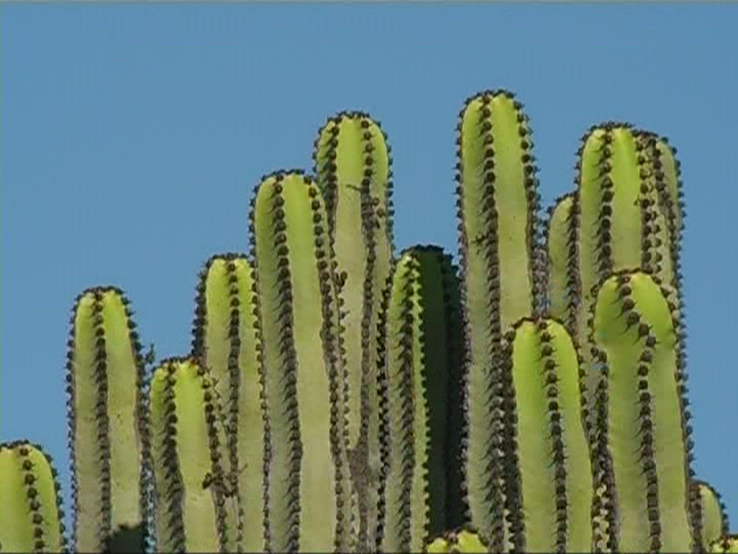 922368379 / Canary Island Spurge / Canary Islands