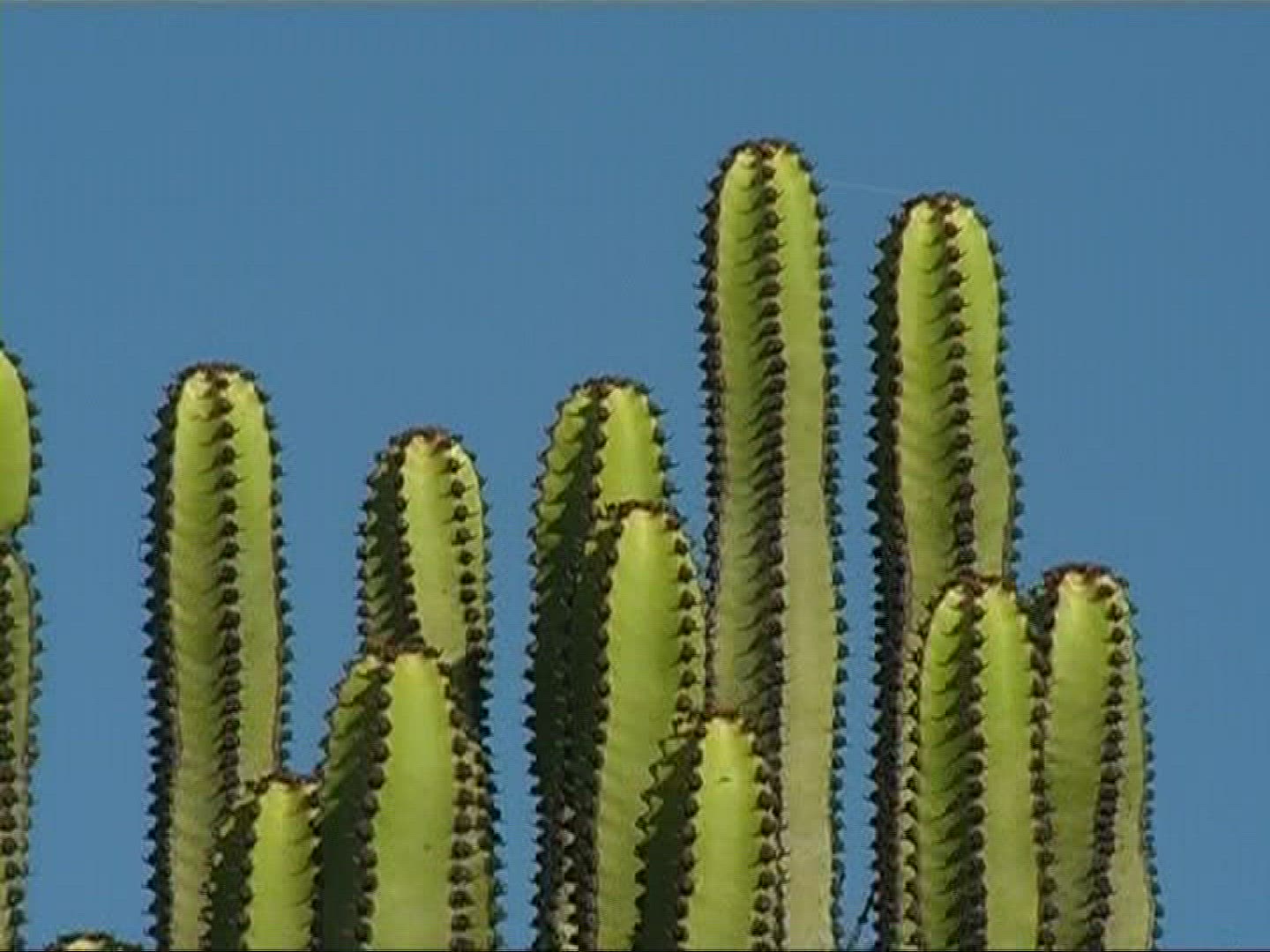 993191553 / Canary Island Spurge / Canary Islands