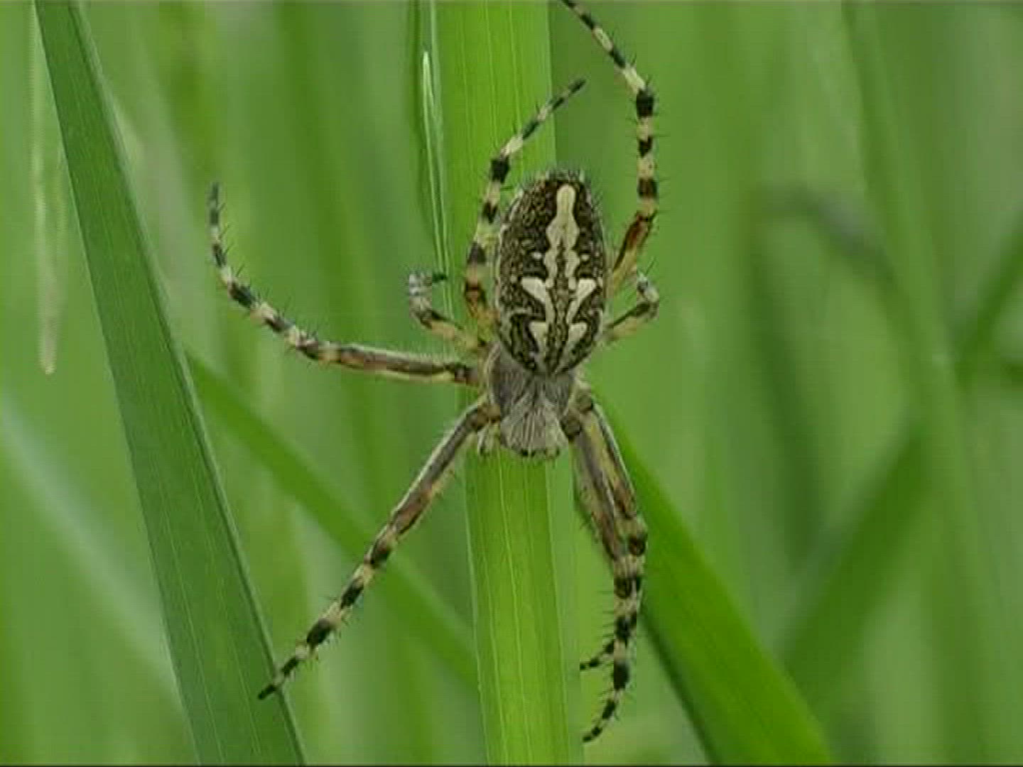 292540176 / Spider / Strand / Germany