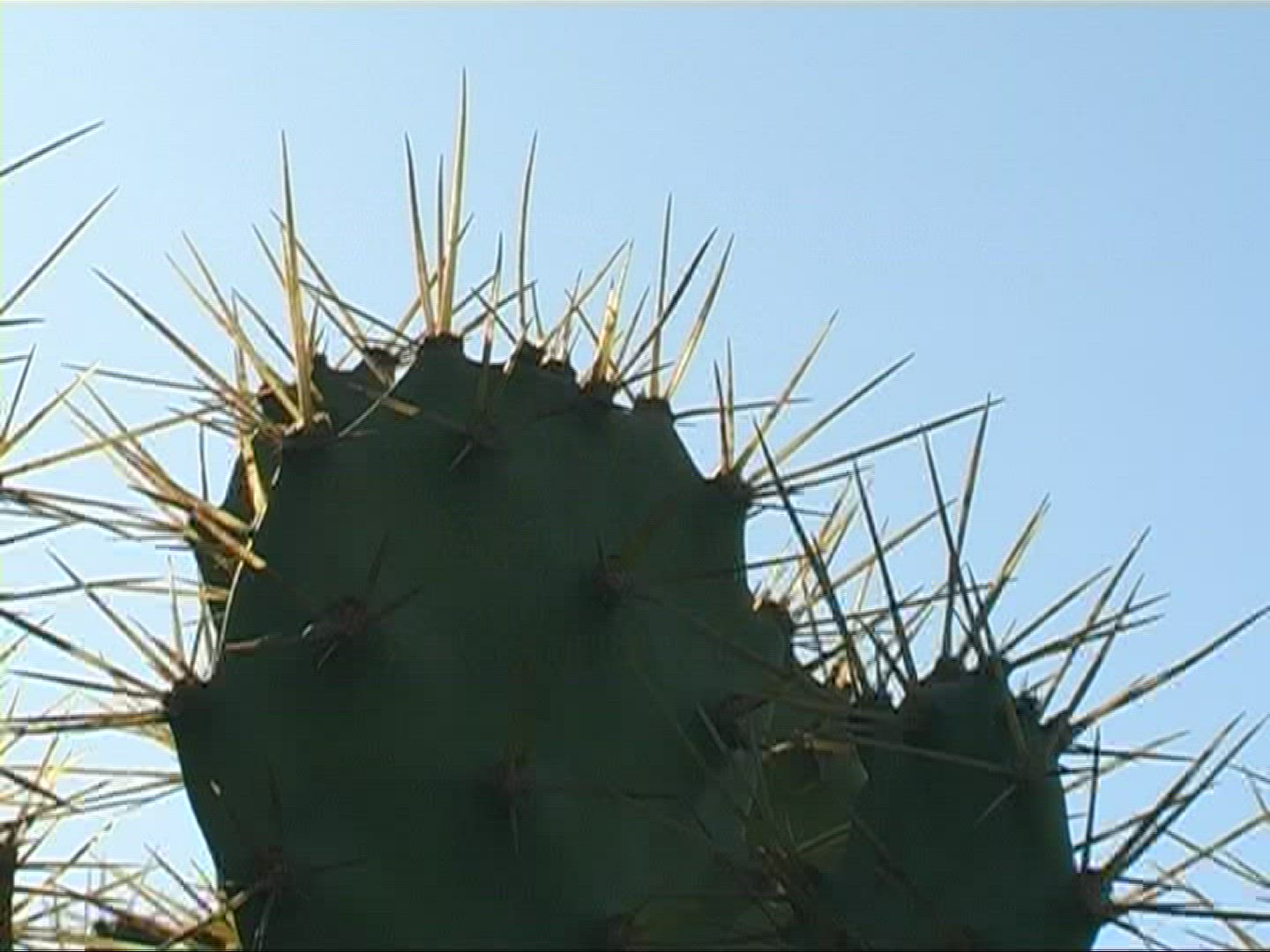 166472953 / Prickly Pear / Prickly Pear / Canary Islands