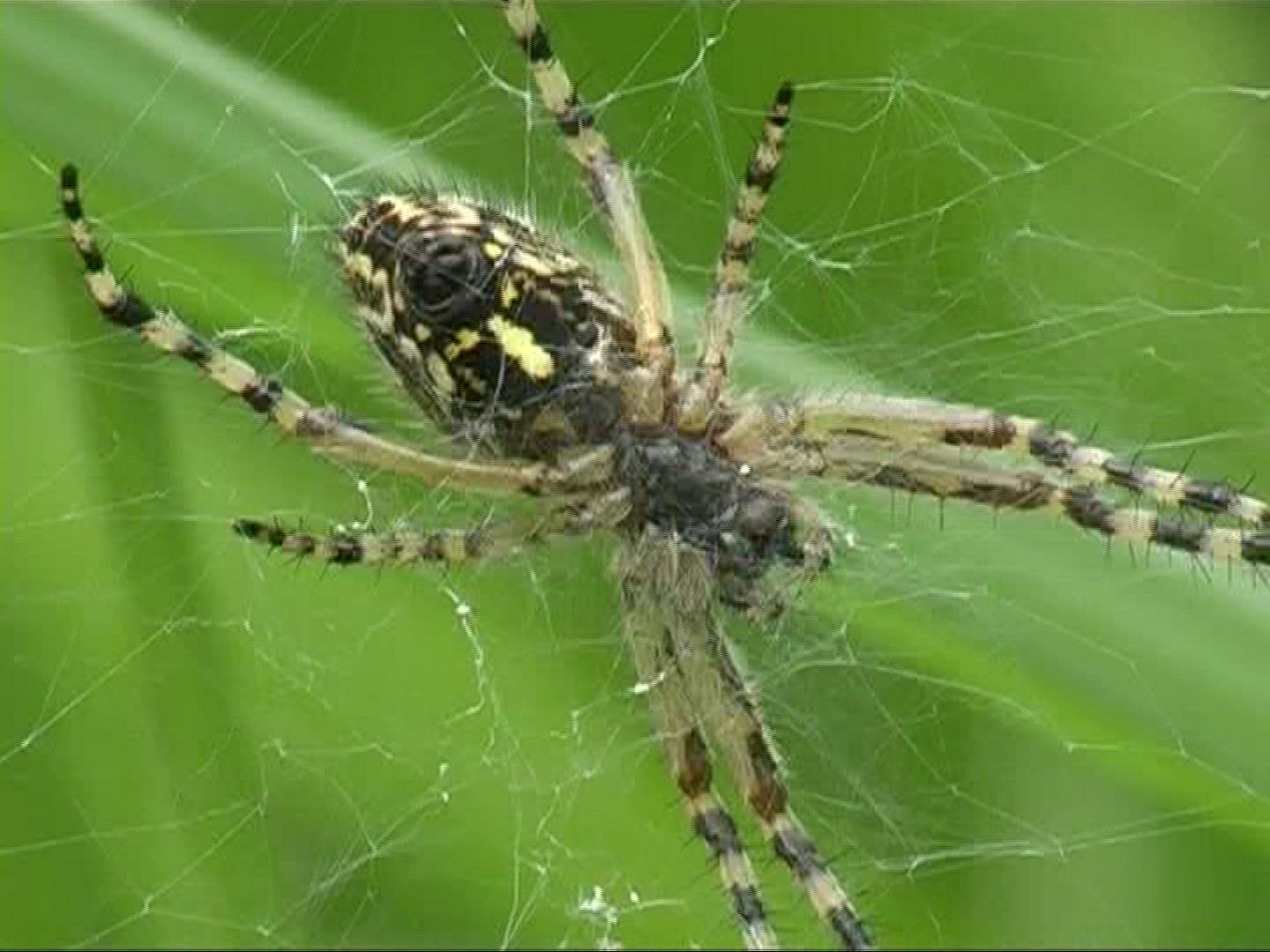 659336399 / Spider / Strand / Germany