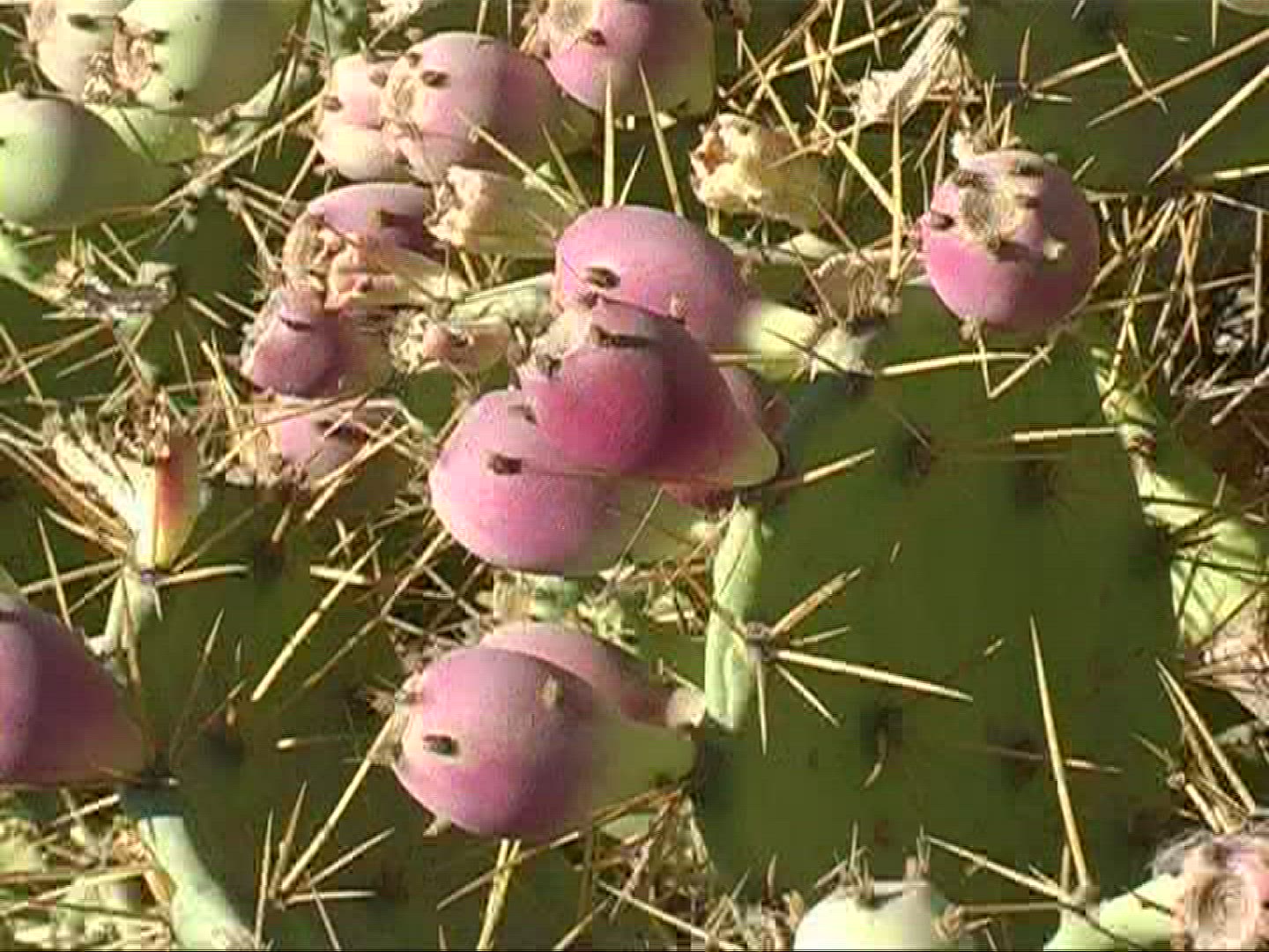 612951377 / Prickly Pear / Prickly Pear / Canary Islands