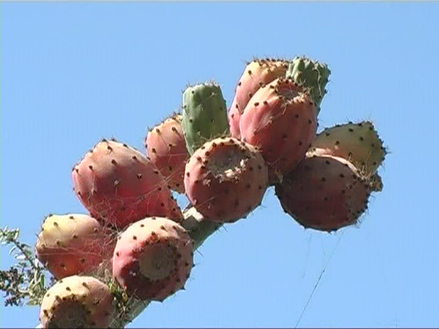 773965306 / Prickly Pear / Prickly Pear / Canary Islands