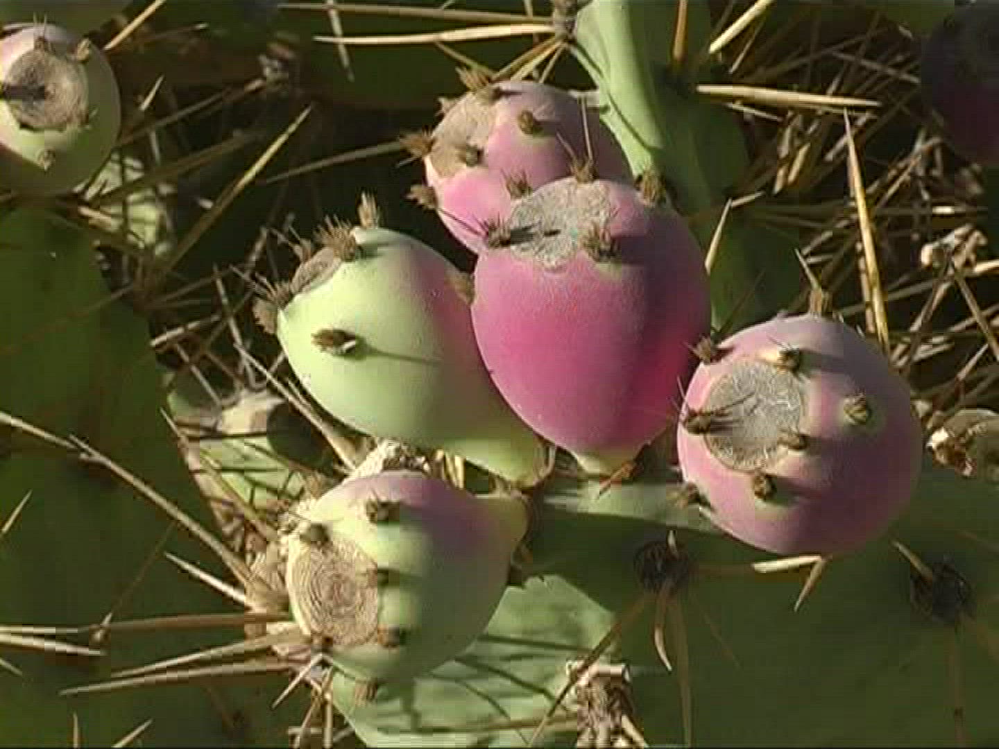649426232 / Prickly Pear / Prickly Pear / Canary Islands