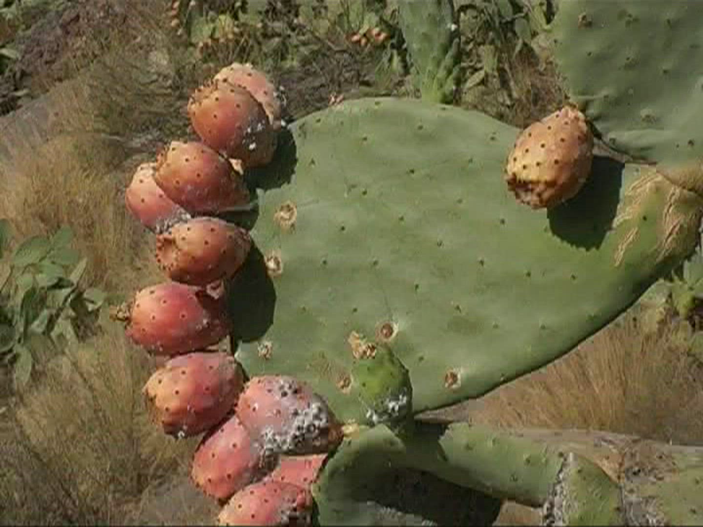 278916441 / Prickly Pear / Prickly Pear / Canary Islands