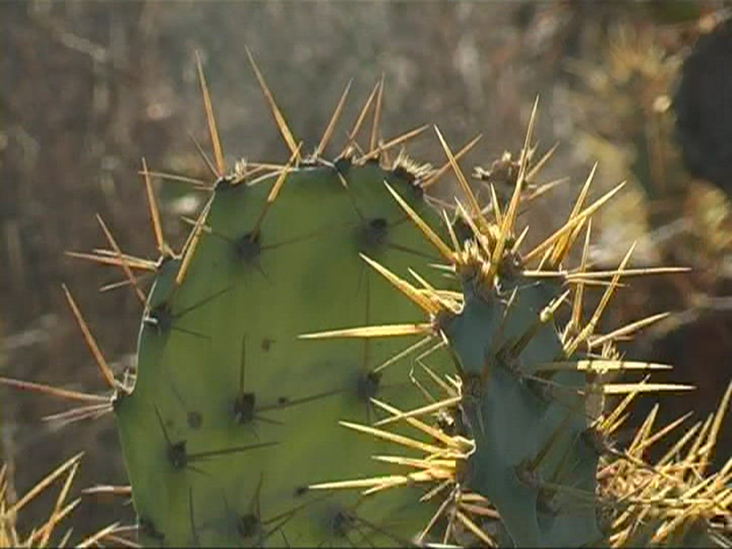826880801 / Prickly Pear / Prickly Pear / Canary Islands