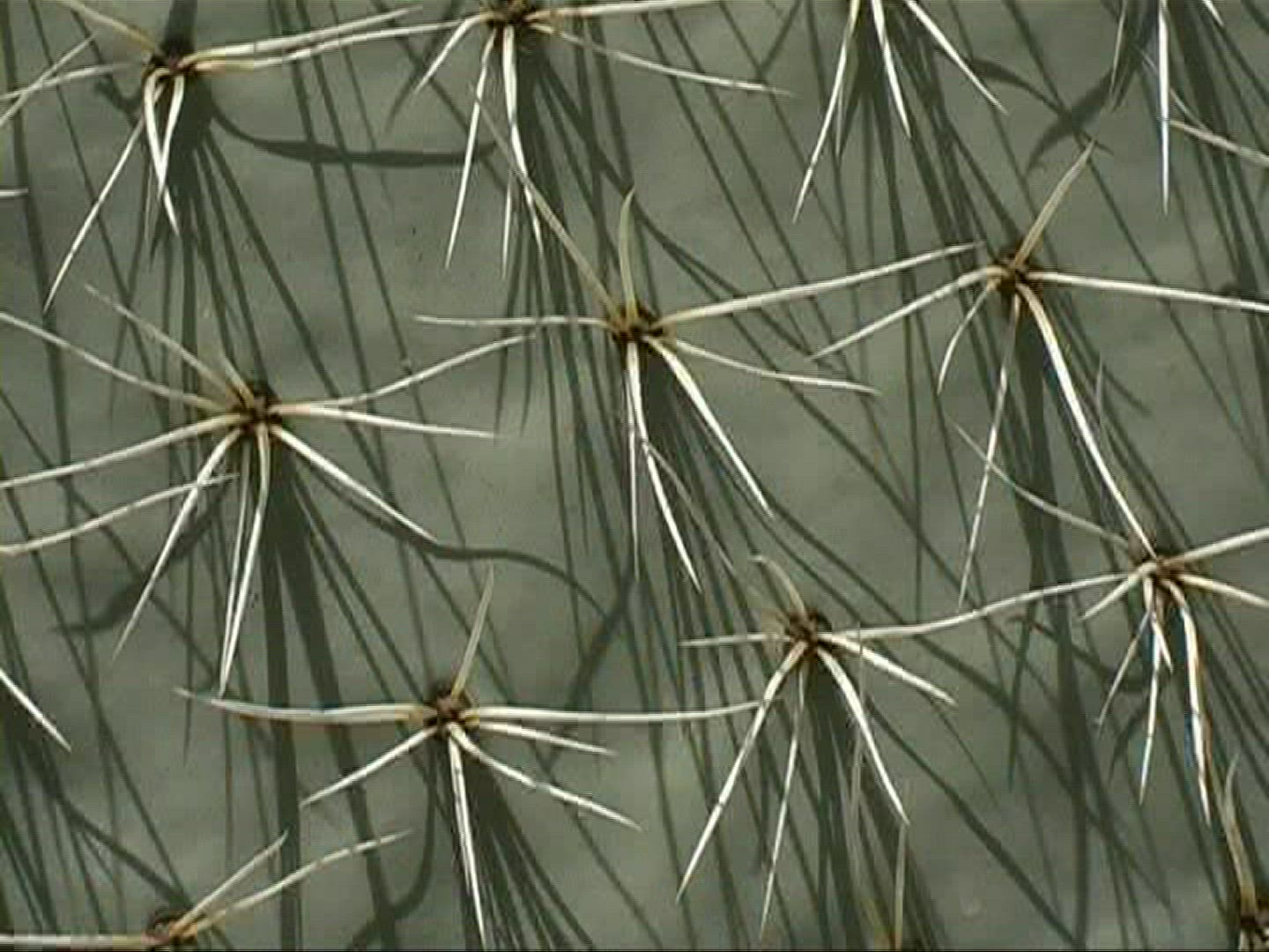 380714068 / Prickly Pear / Prickly Pear / Canary Islands