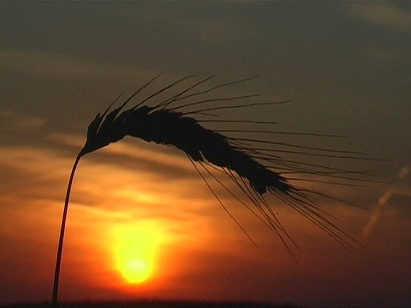 514824422 / Spike / Silhouette / Sunset / Europe