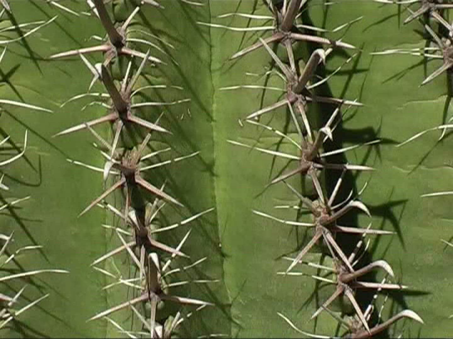915860743 / Prickly Pear / Prickly Pear / Canary Islands