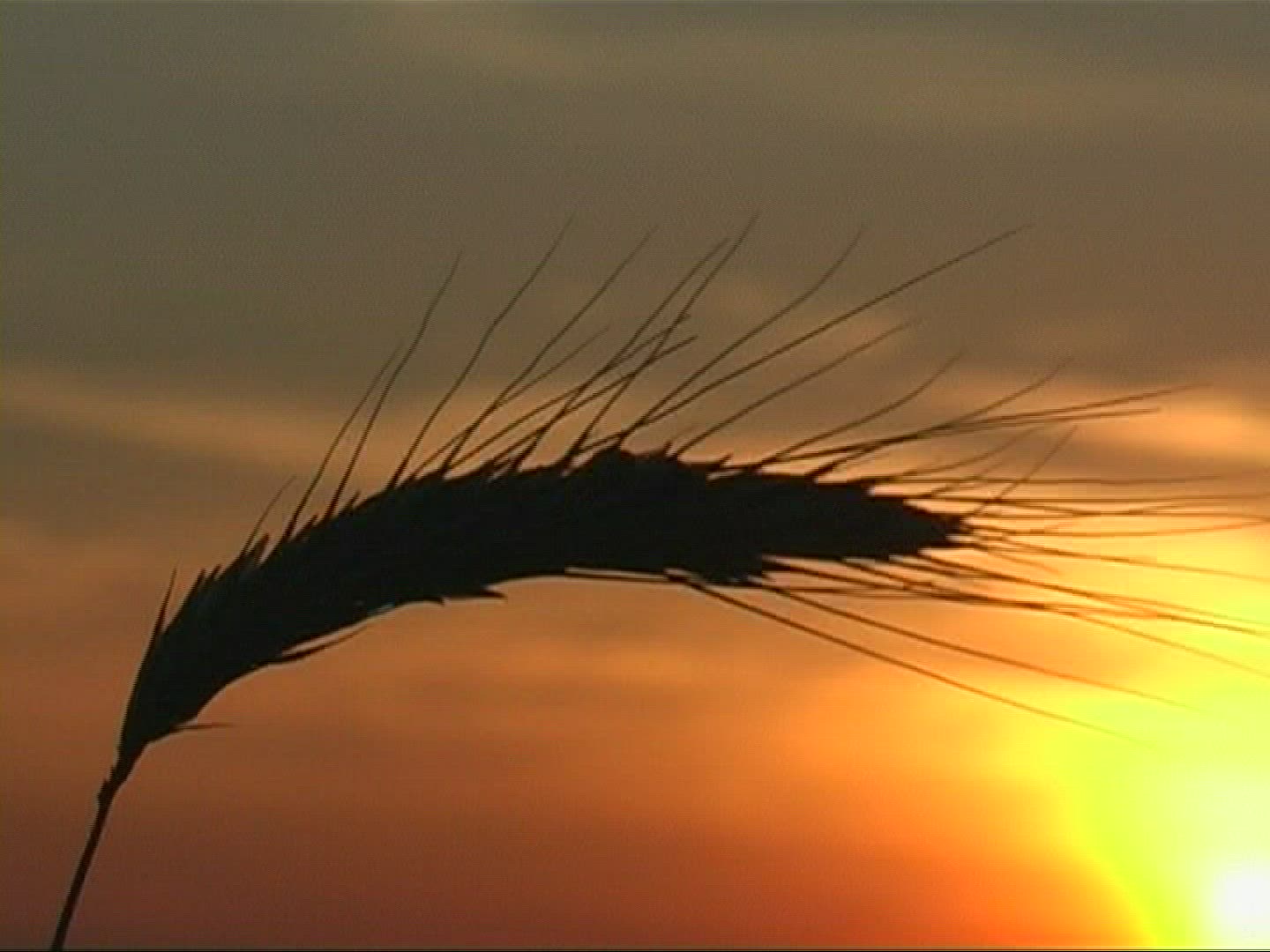 890652181 / Spike / Silhouette / Sunset / Europe