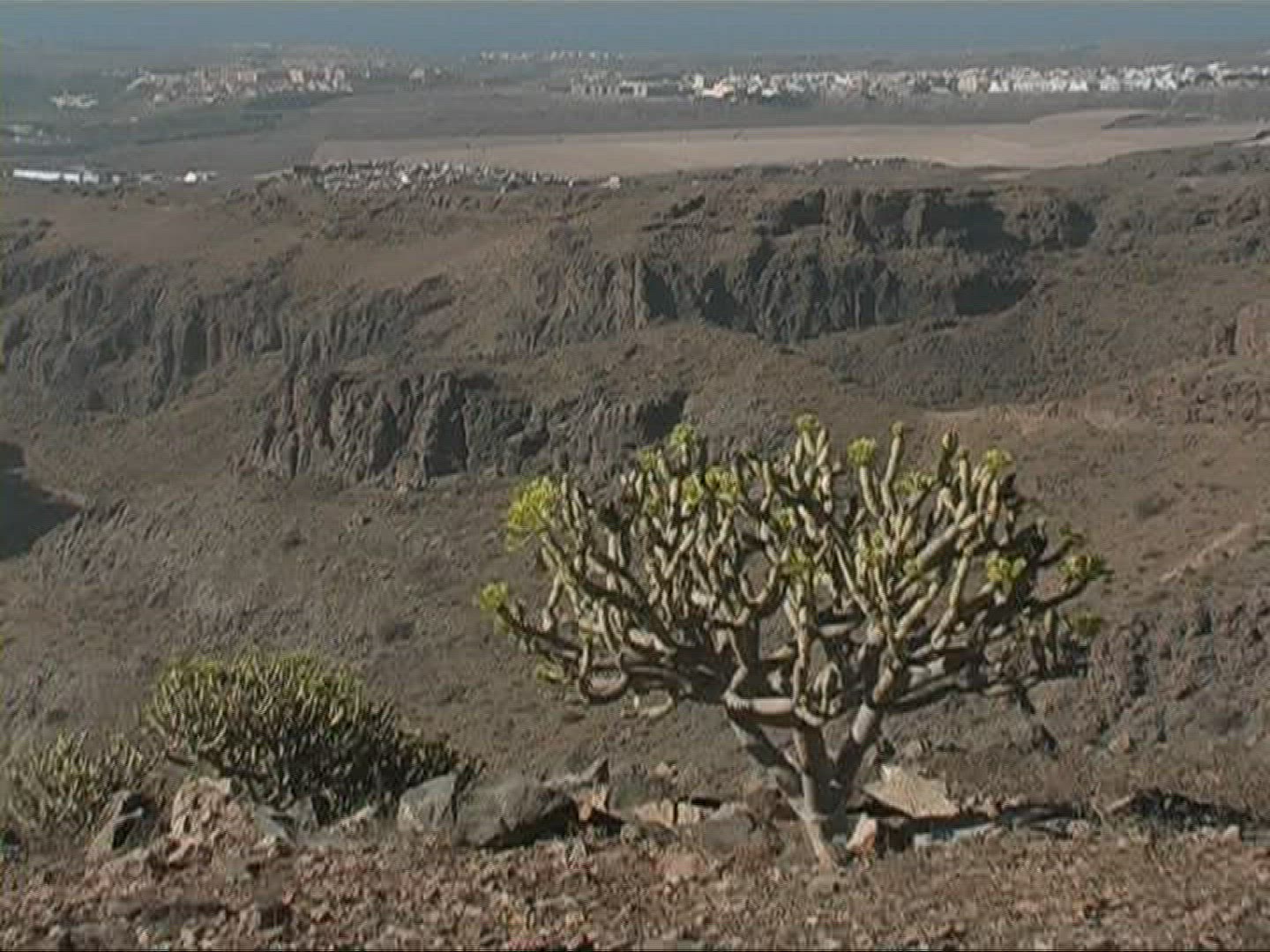 968751337 / Plant / Canary Islands
