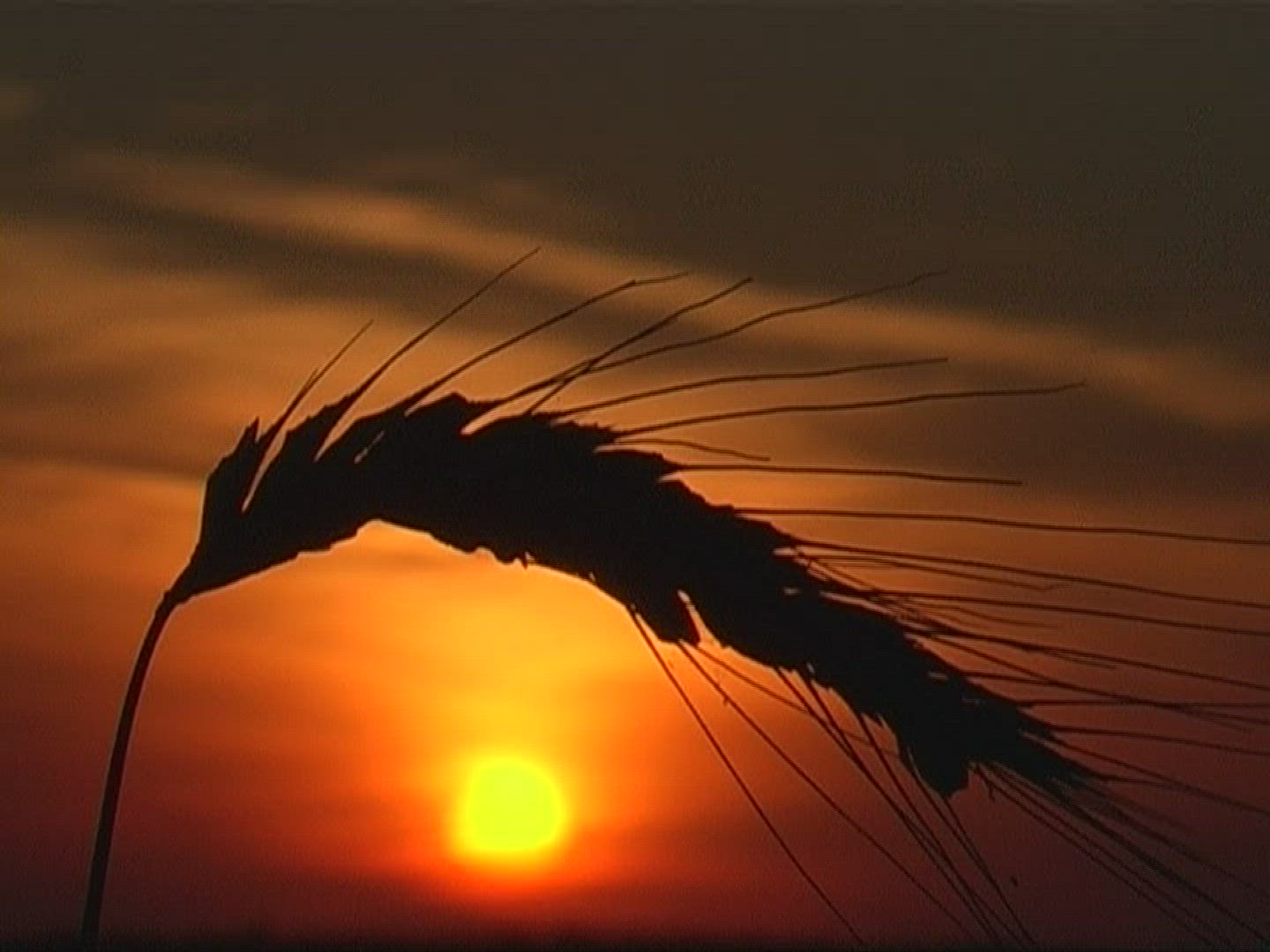 336810237 / Spike / Silhouette / Sunset / Europe