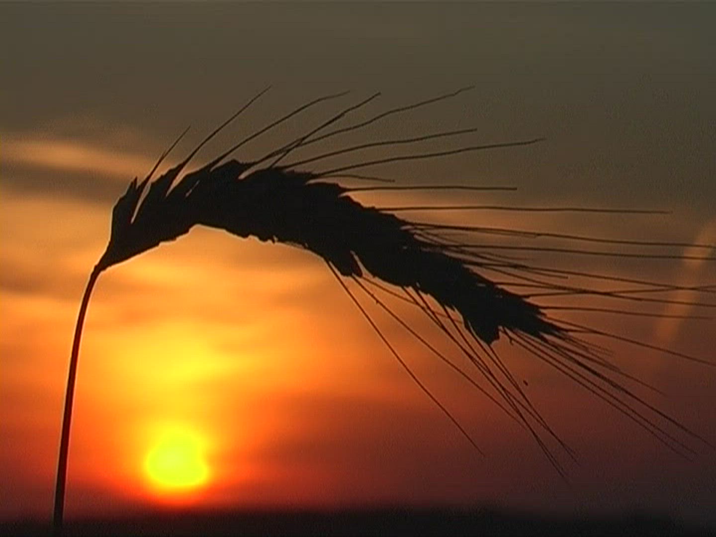 400002144 / Spike / Silhouette / Sunset / Europe