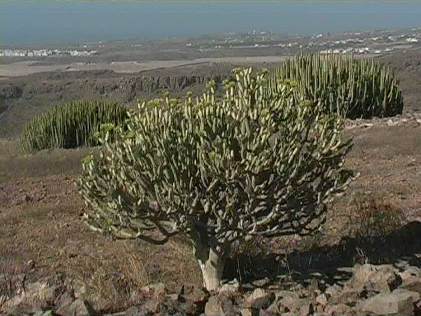 725461572 / Plant / Canary Islands