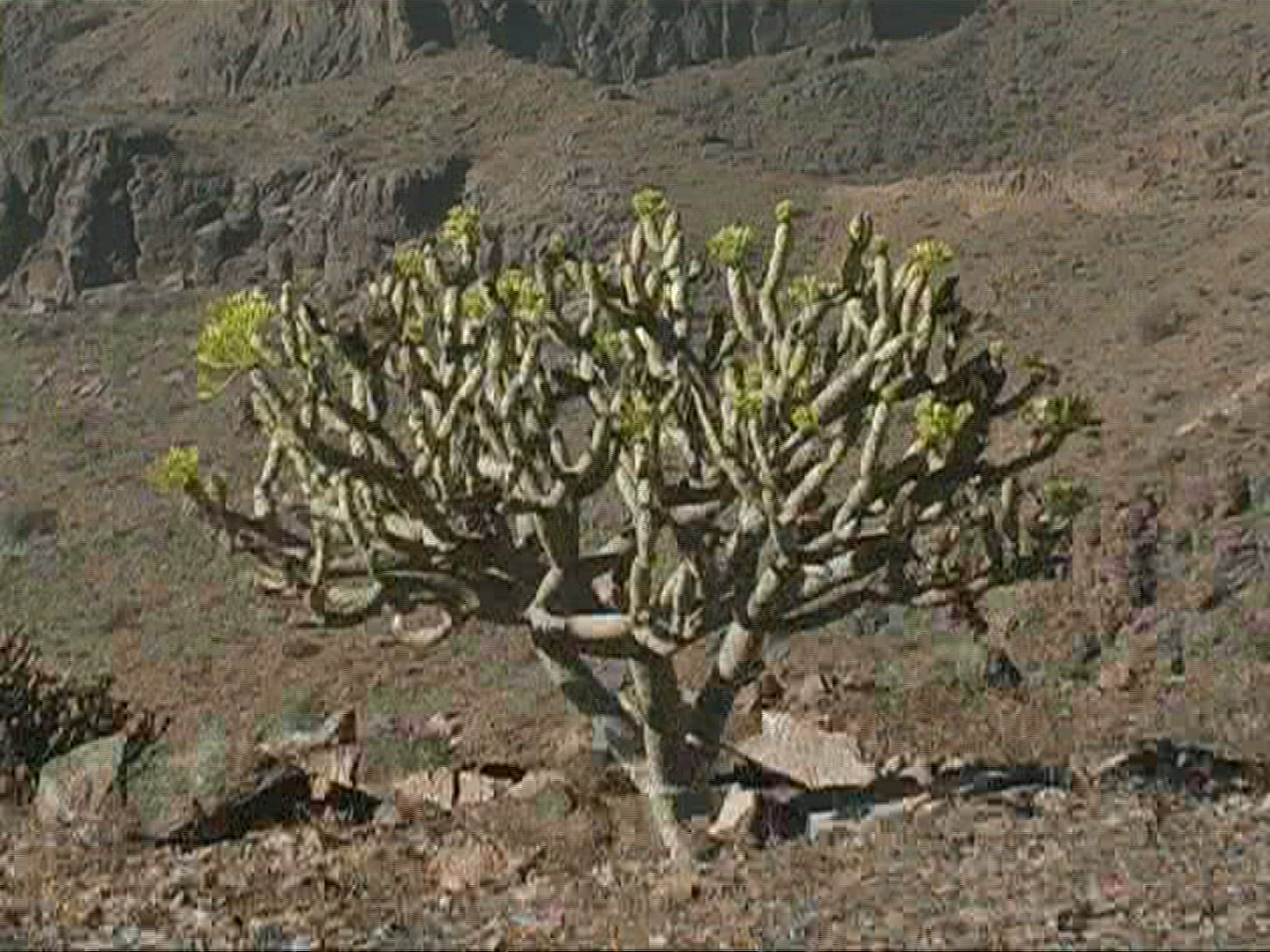383781113 / Plant / Canary Islands