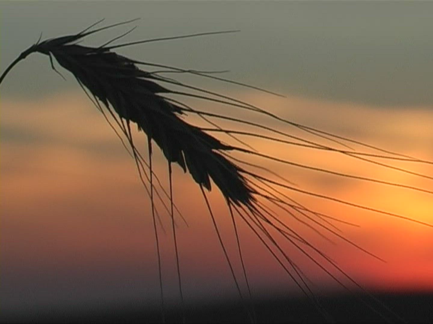 456917962 / Spike / Silhouette / Sunset / Europe