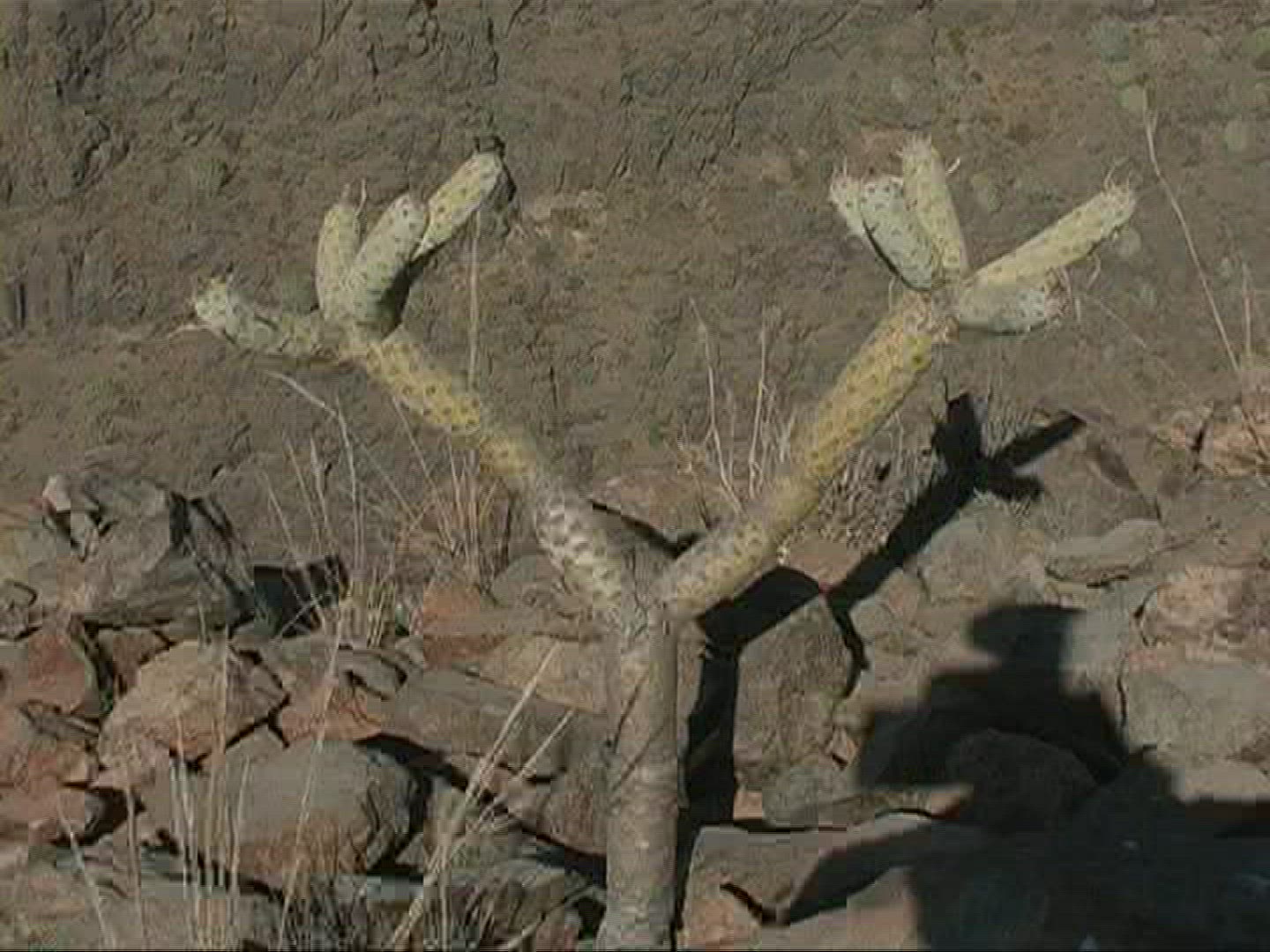 496034726 / Plant / Canary Islands