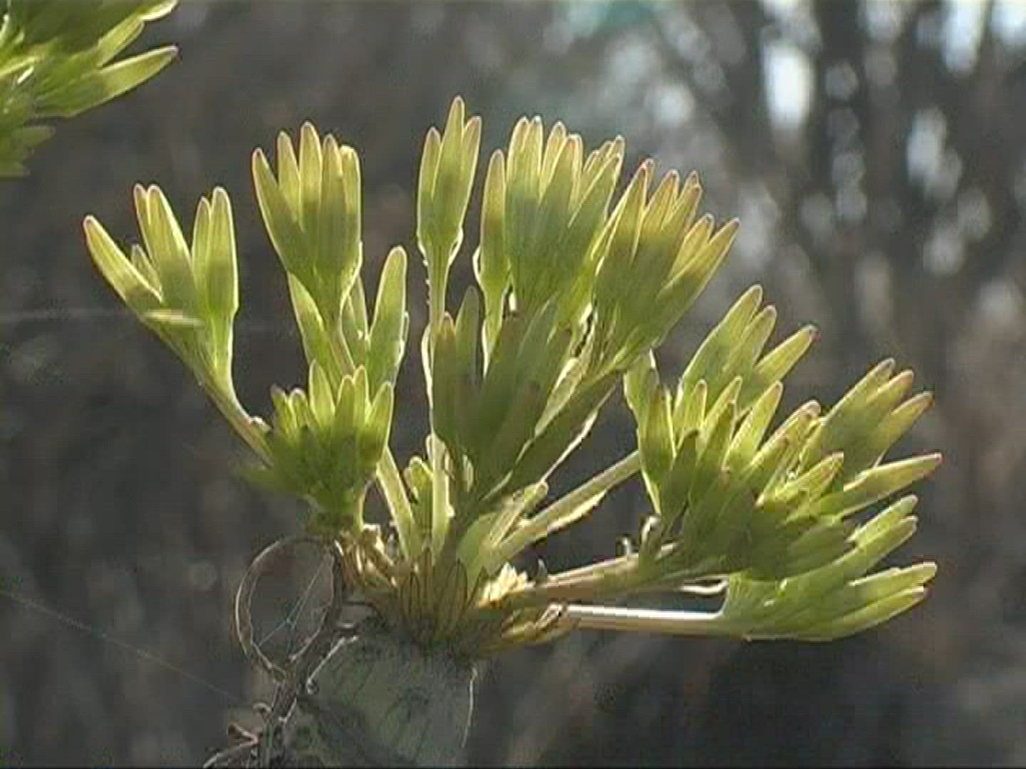 371229510 / Plant / Canary Islands
