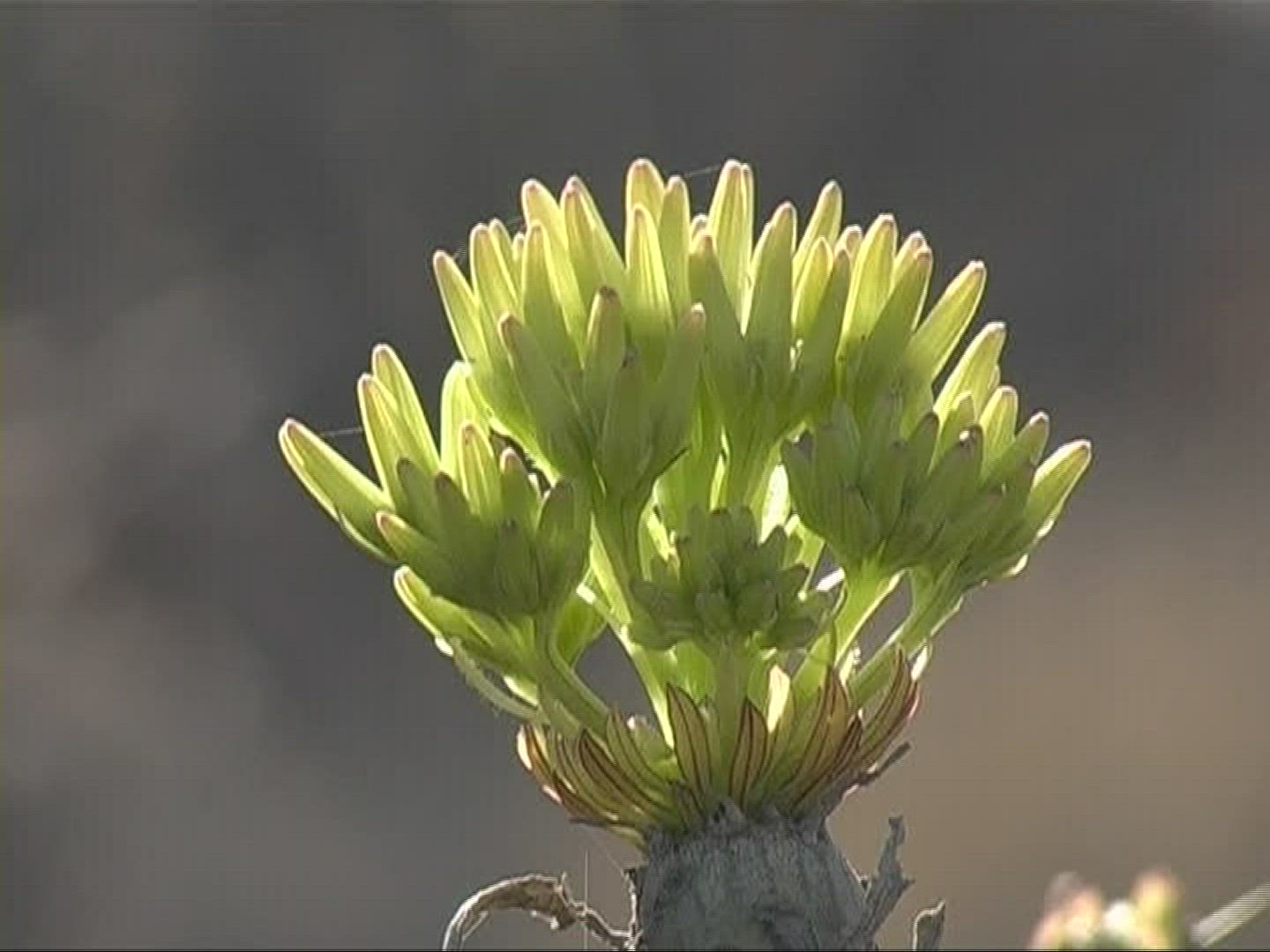 906047537 / Plant / Canary Islands