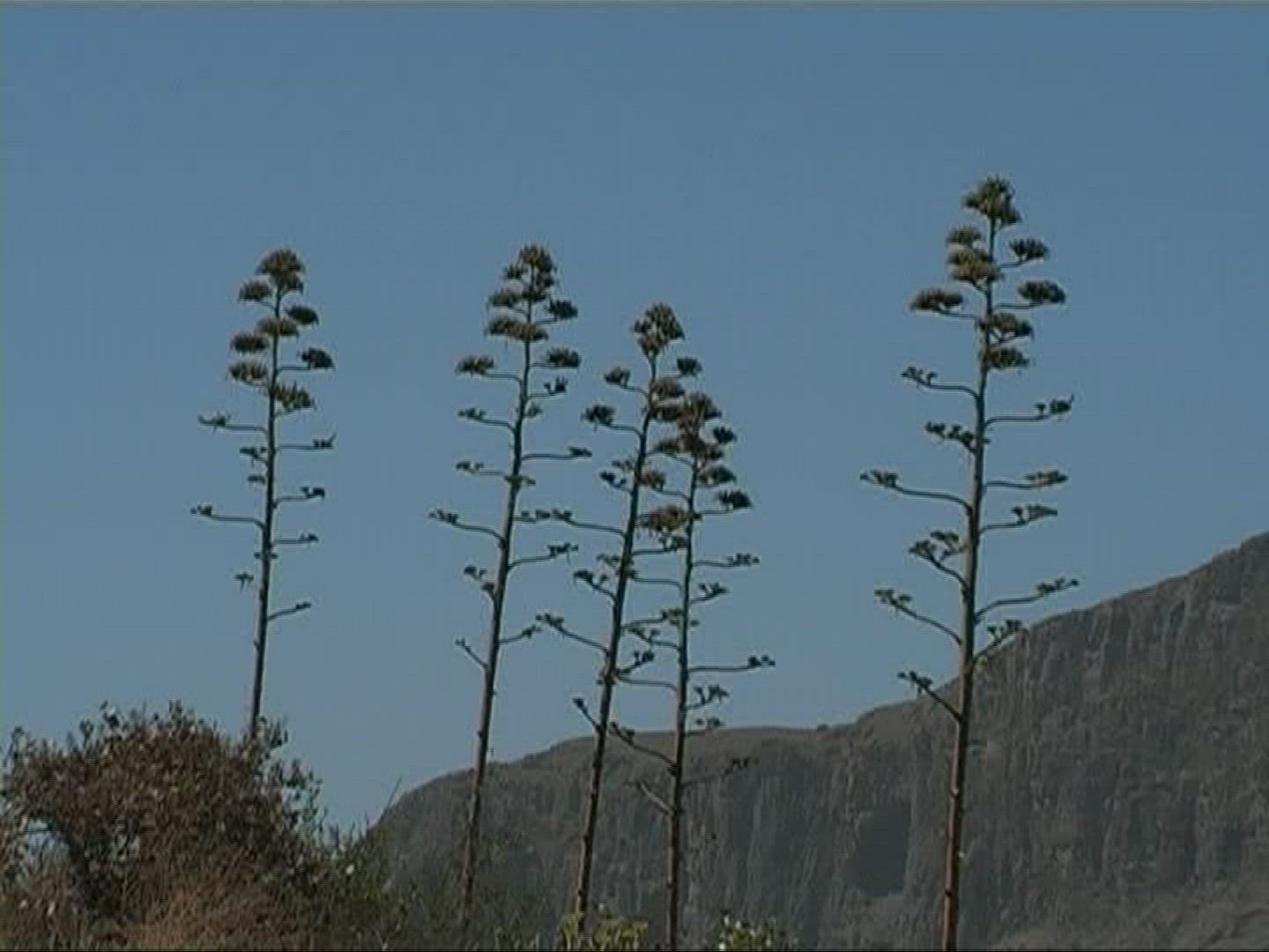 297805999 / Plant / Canary Islands