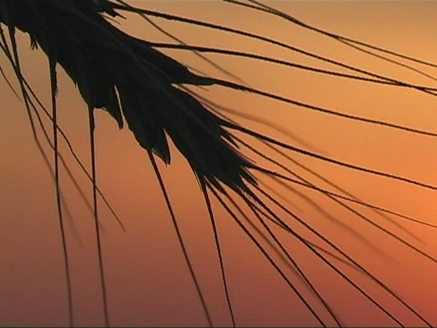 218029898 / Spike / Silhouette / Sunset / Europe