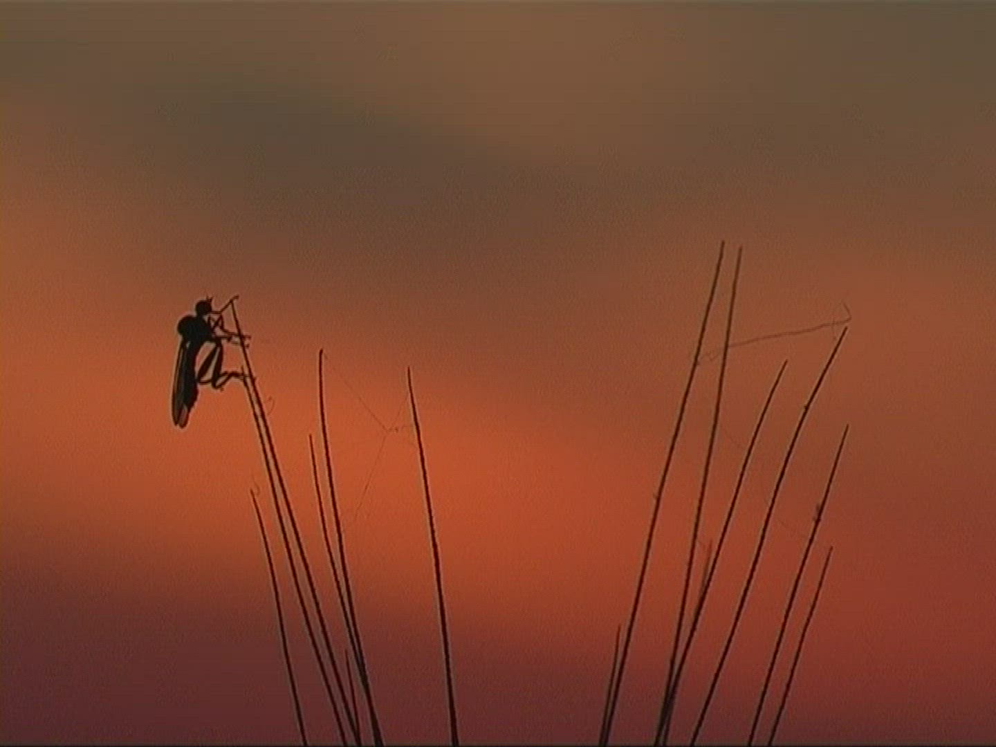 217956417 / Spike / Silhouette / Sunset / Europe