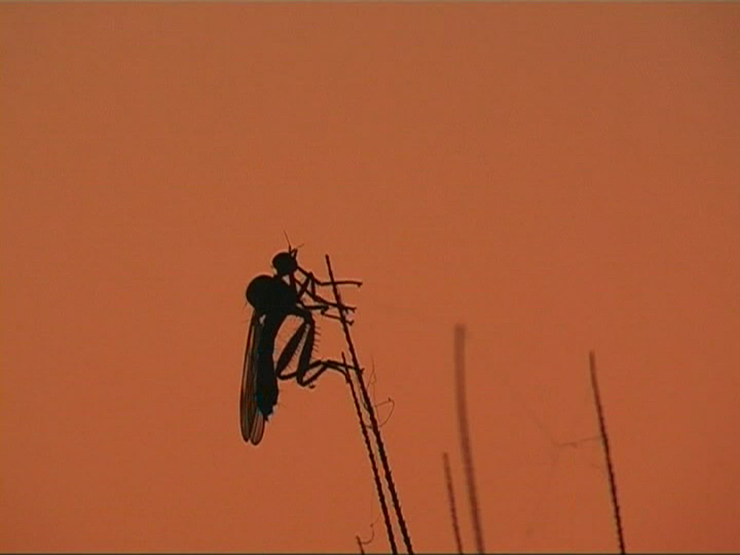 789908983 / Spike / Silhouette / Sunset / Europe