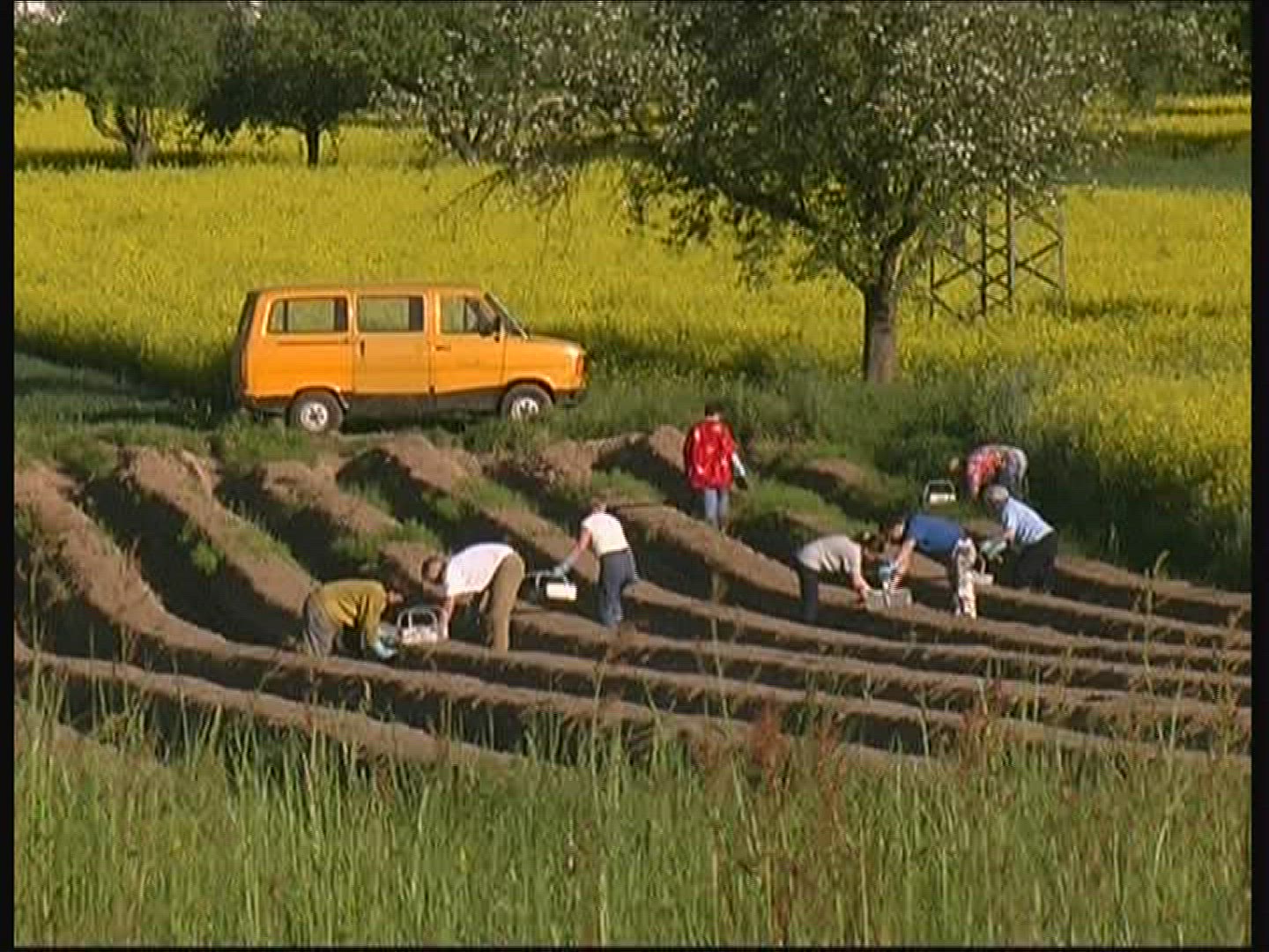 287732014 / Asparagus Harvest / Spessart / Germany