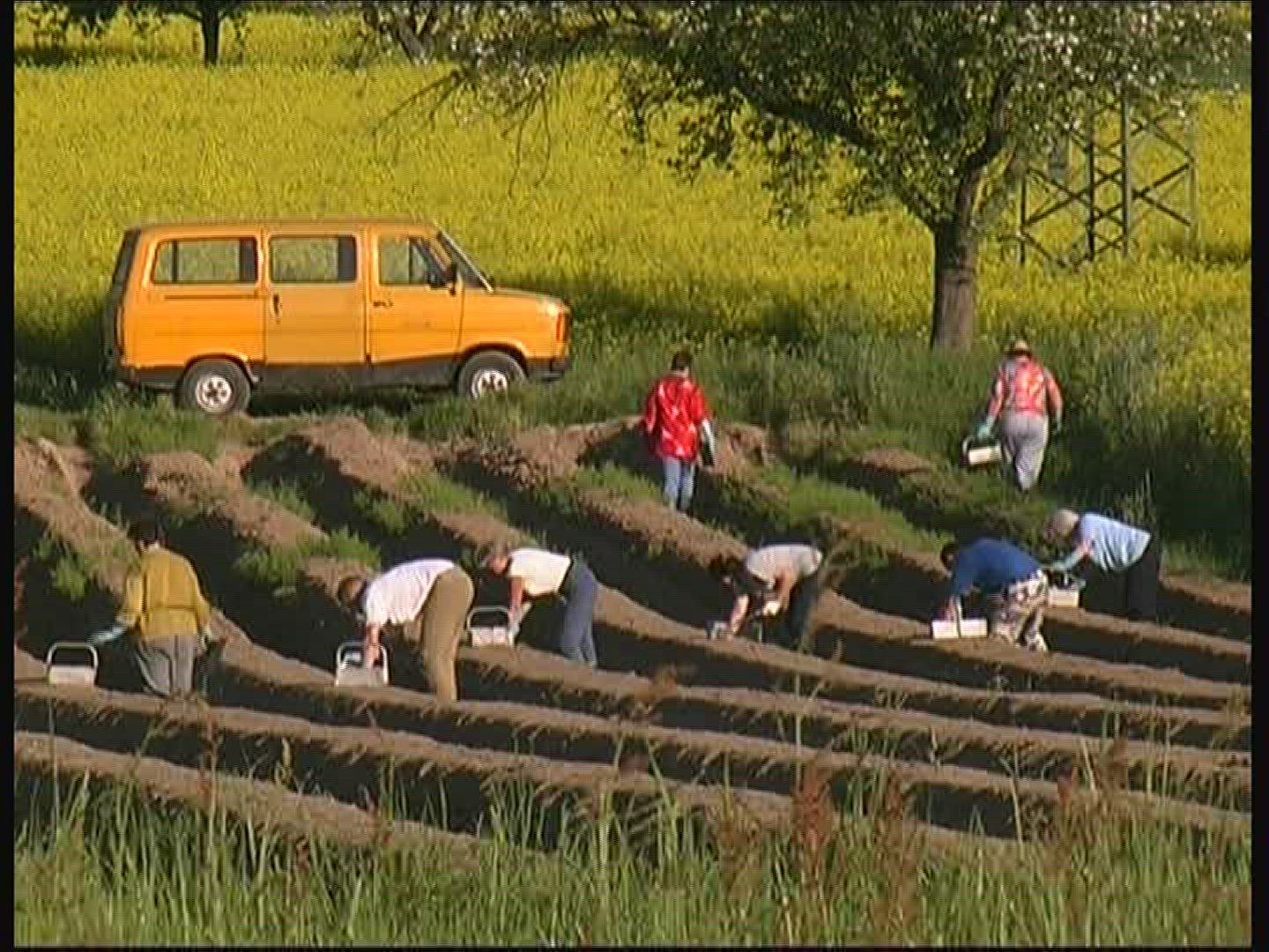 189125093 / Asparagus Harvest / Spessart / Germany
