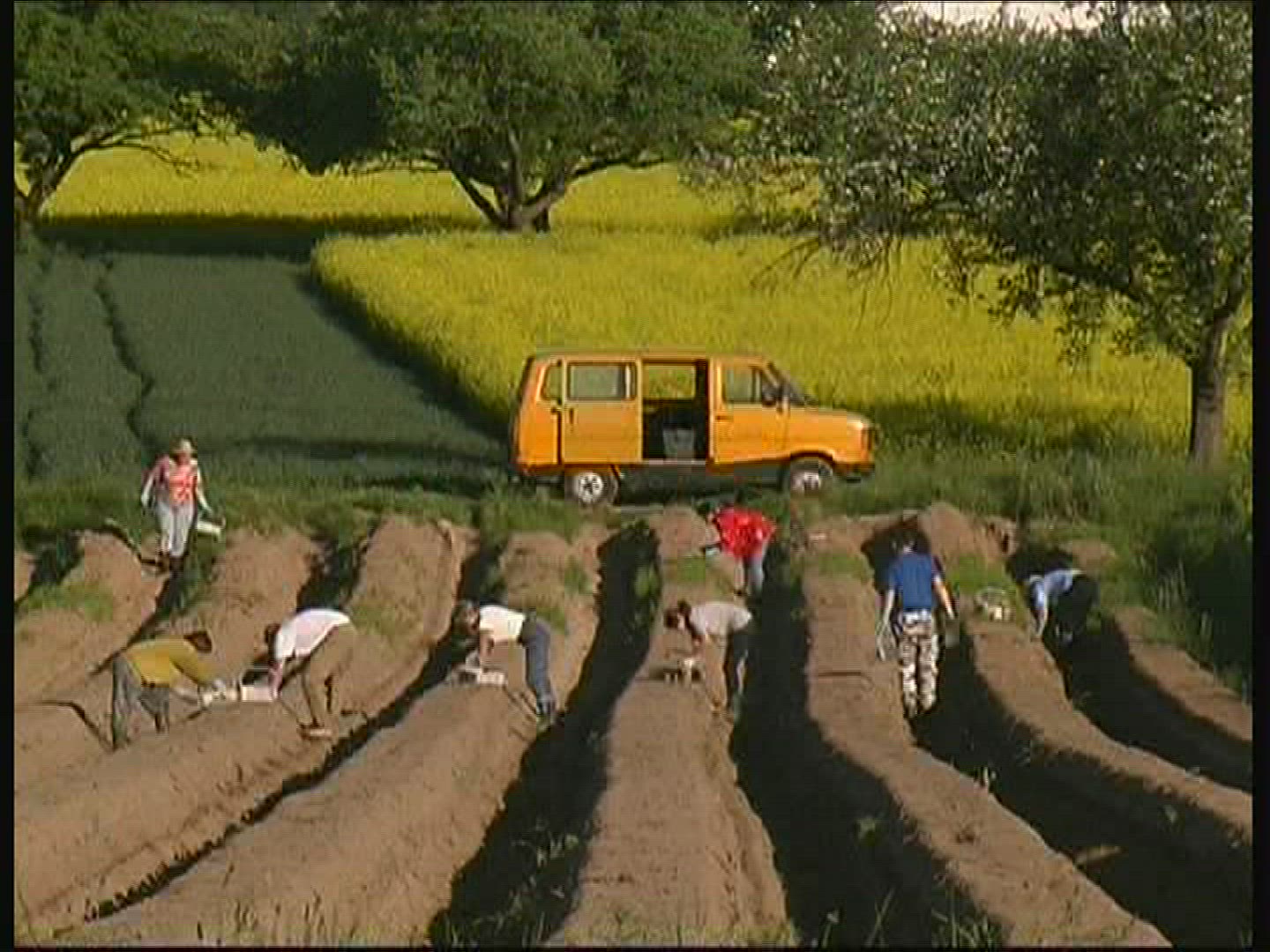 713387294 / Asparagus Harvest / Spessart / Germany