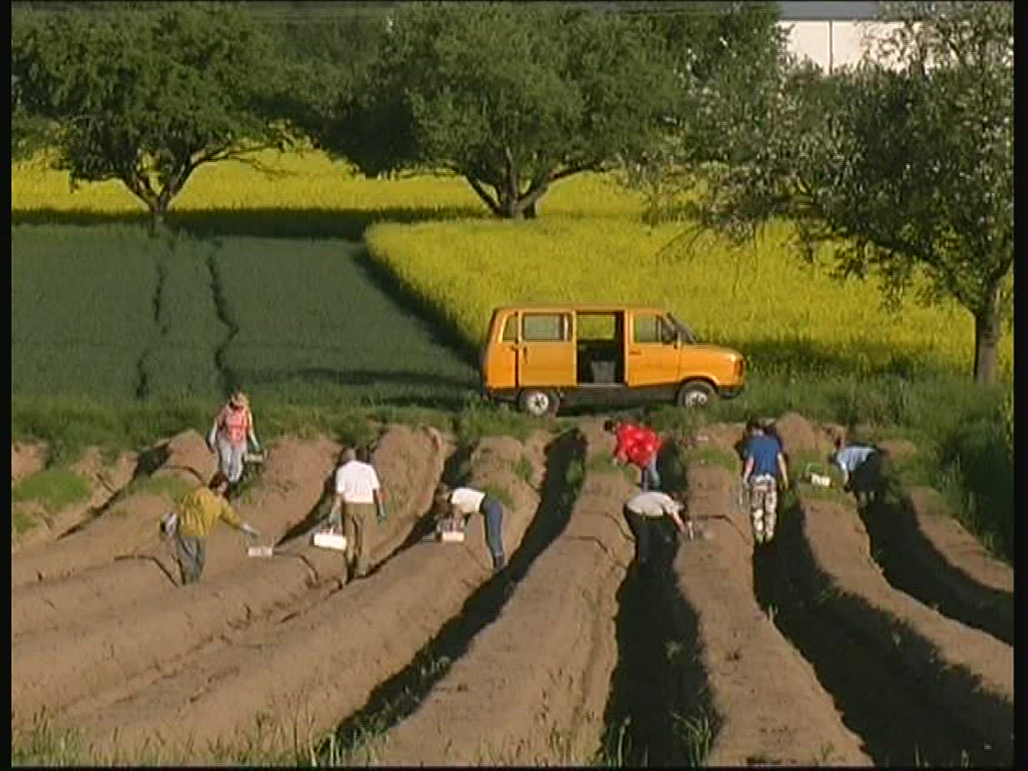 105193023 / Asparagus Harvest / Spessart / Germany
