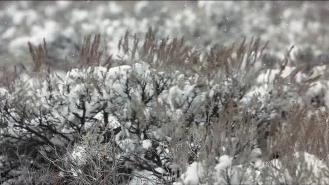 Snow Falling In Slow Motion