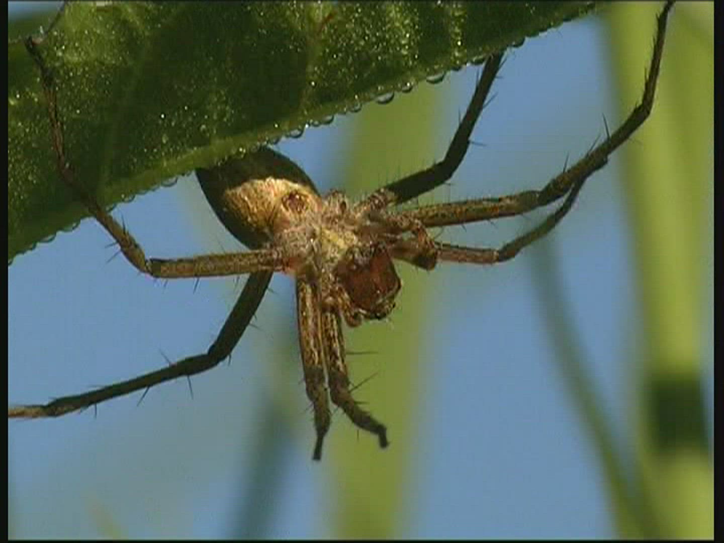 629630386 / Spider / Strand / Germany