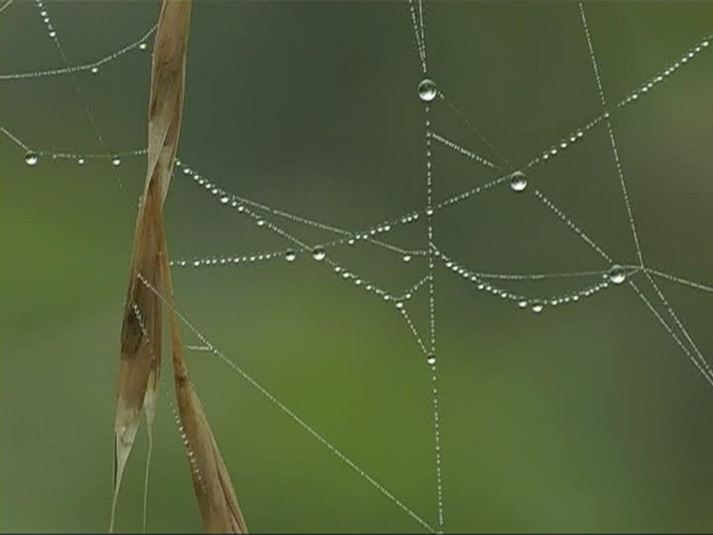 424118078 / Spider / Strand / Germany