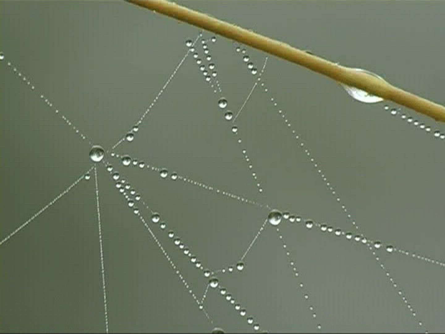 806964051 / Spider / Strand / Germany
