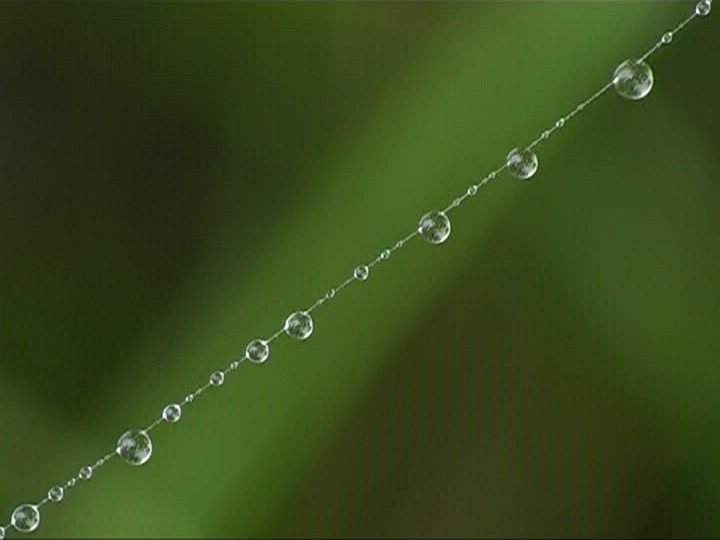 945221482 / Spider / Strand / Germany