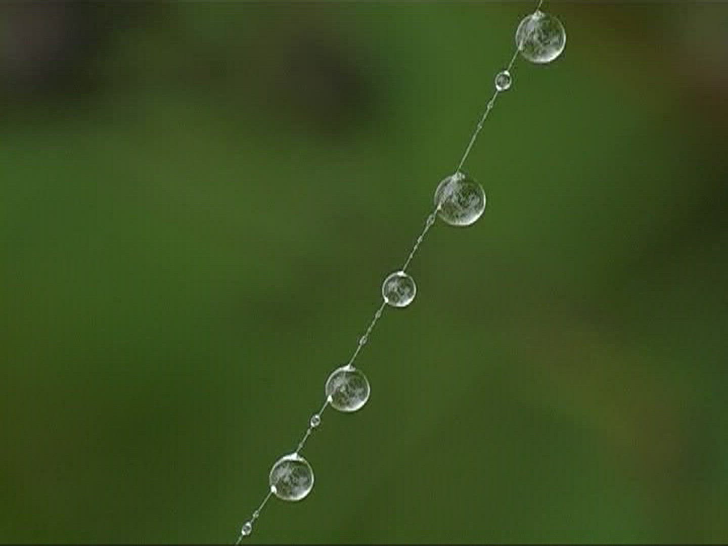 732657434 / Spider / Strand / Germany