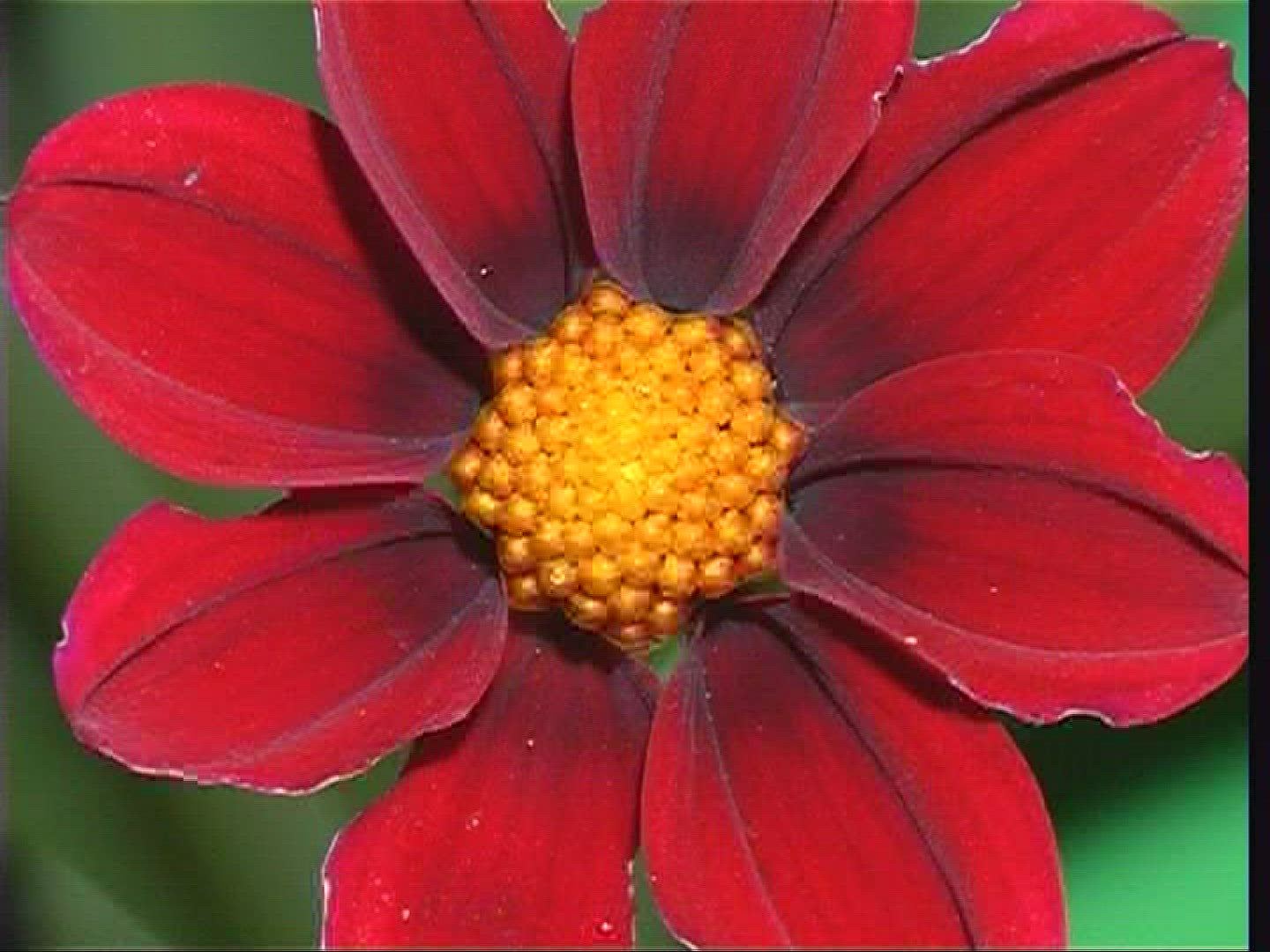 501440813 / Blossom / Orange / Red / Europe