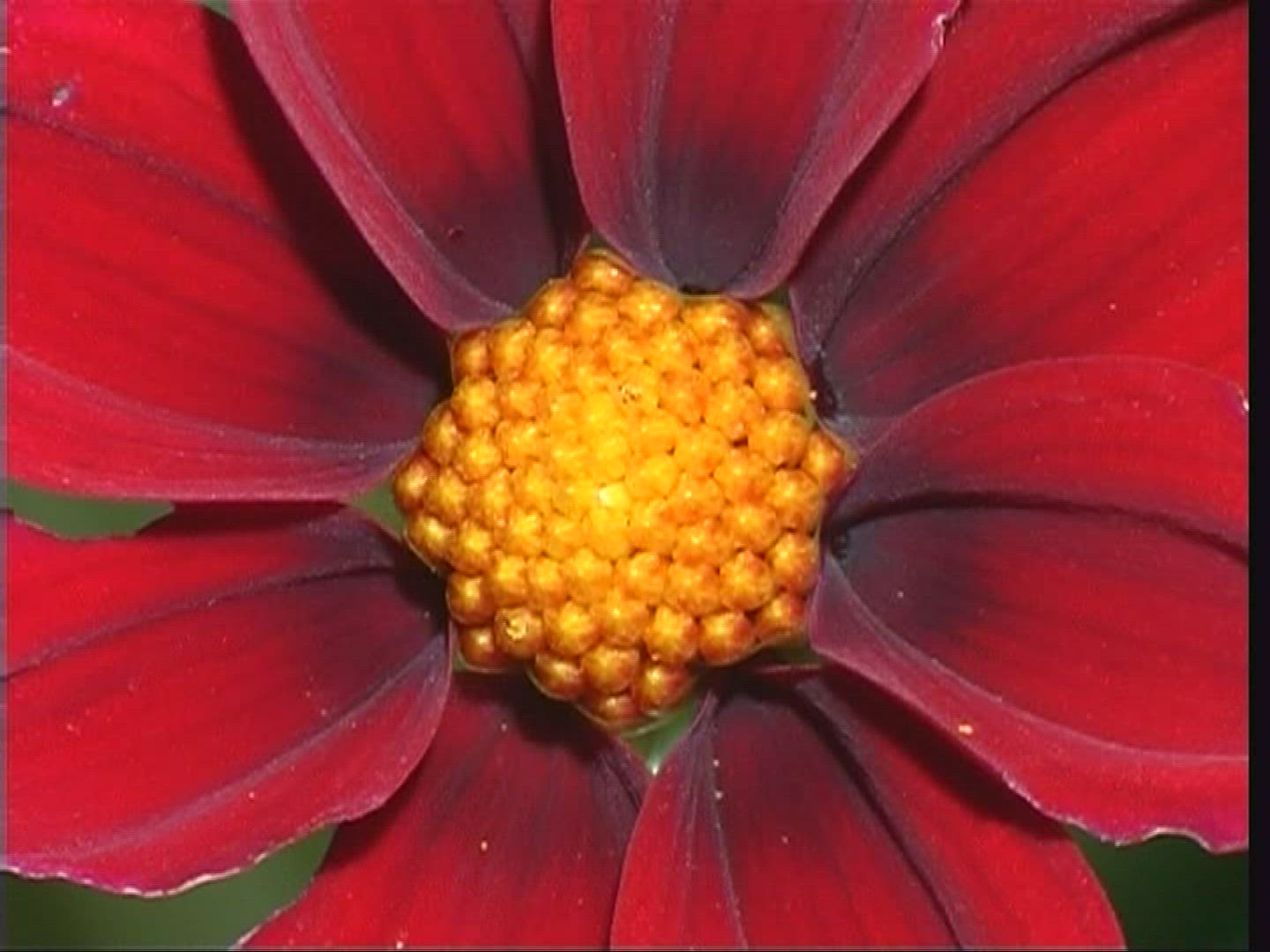 151495317 / Blossom / Orange / Red / Europe