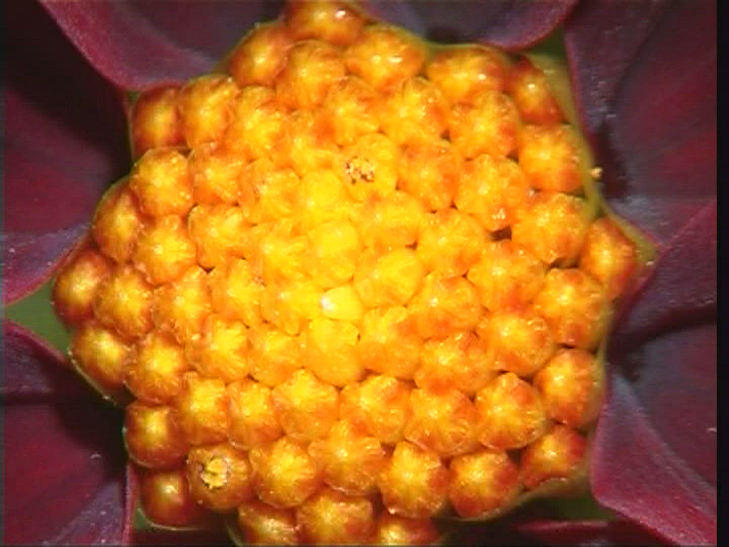 452877461 / Blossom / Orange / Red / Europe