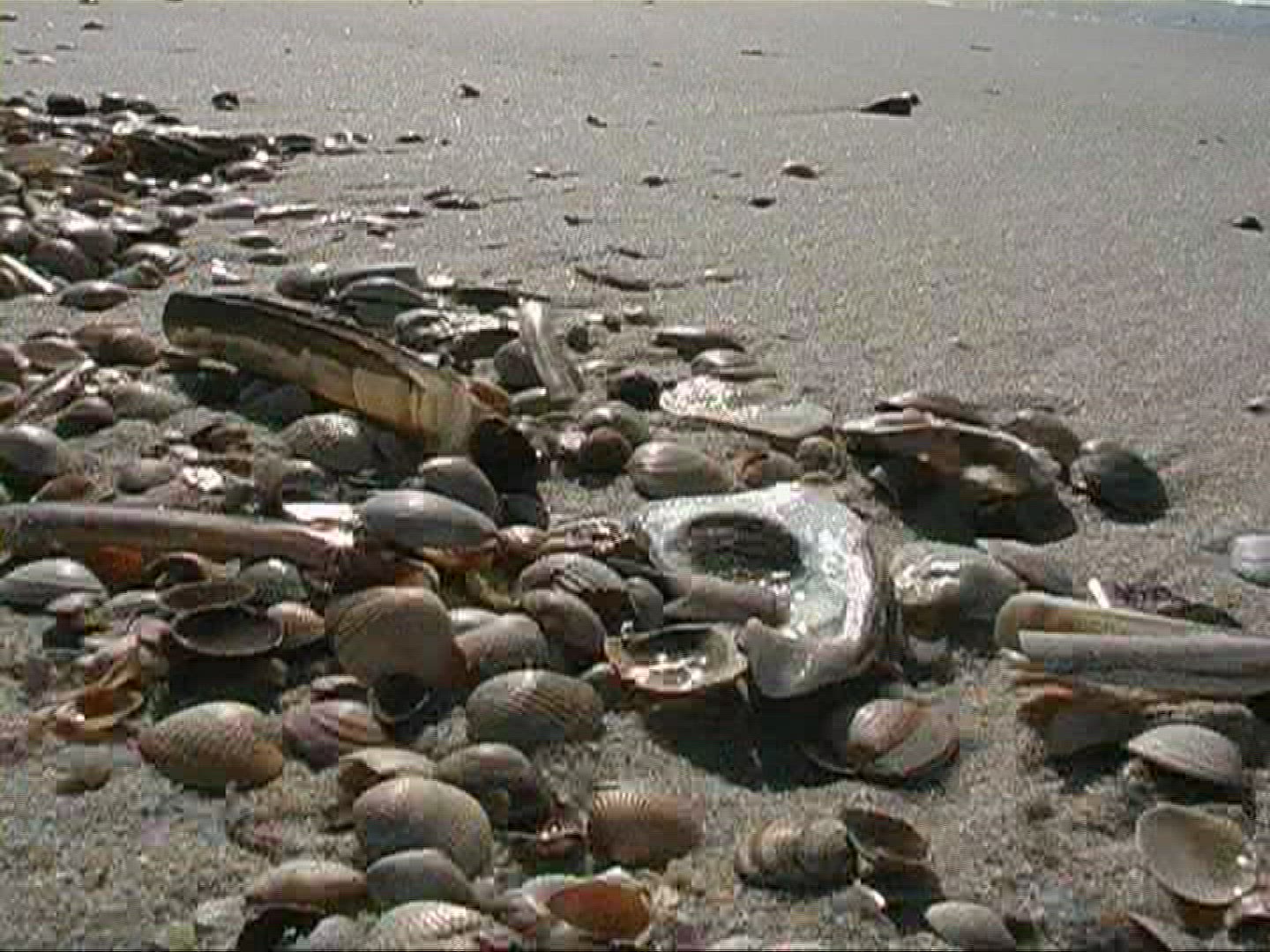 436763641 / Bivalve / Sylt / North Sea / Germany