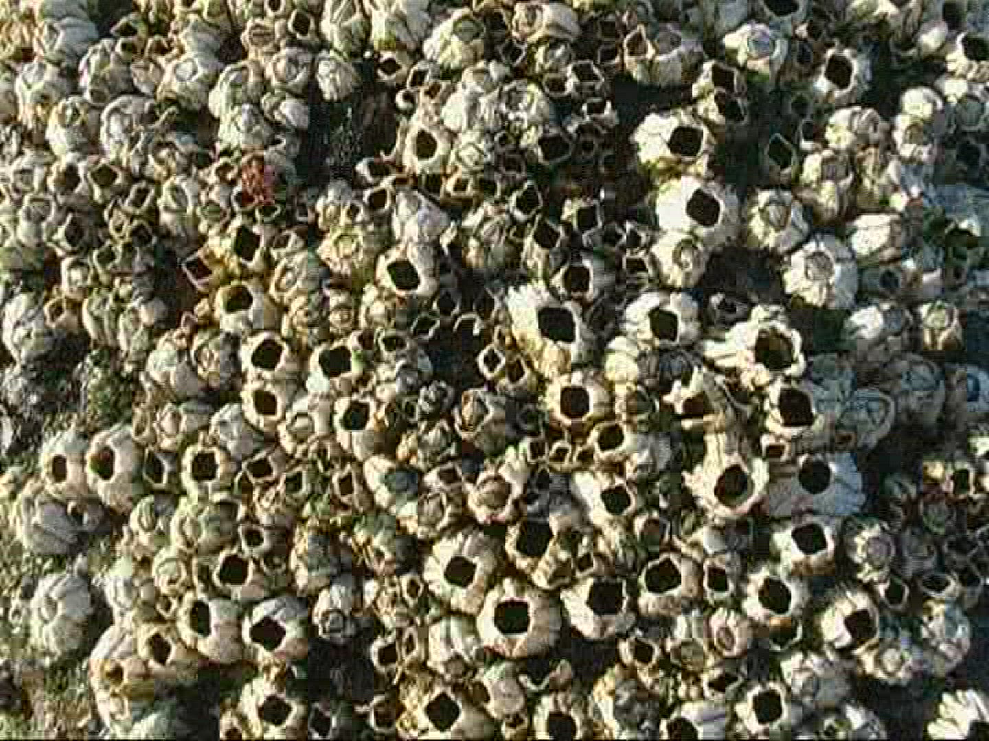 528386933 / Bivalve / Sylt / North Sea / Germany