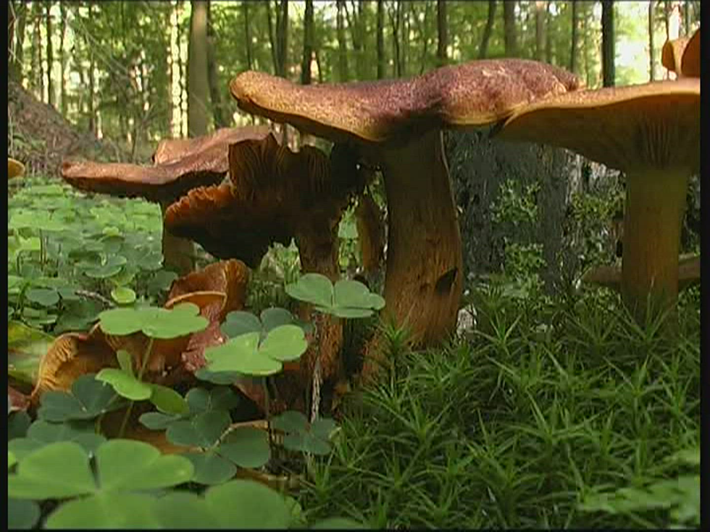 690272943 / Mushroom / Spessart / Germany