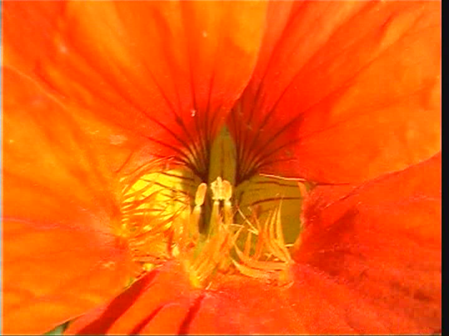 936400842 / Blossom / Orange / Red / Europe